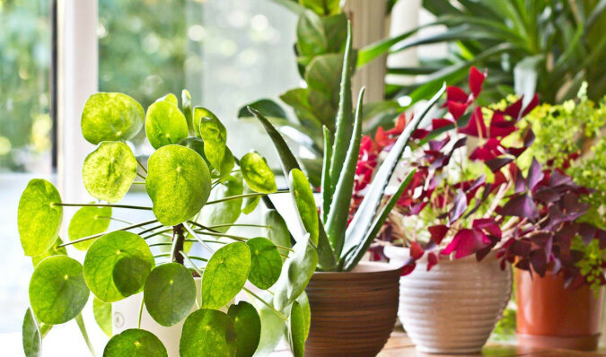 Cztery rośliny doniczkowe, które powinien mieć w domu każdy