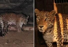 Wyczerpany lampart wczołgał się do stodoły rolnika