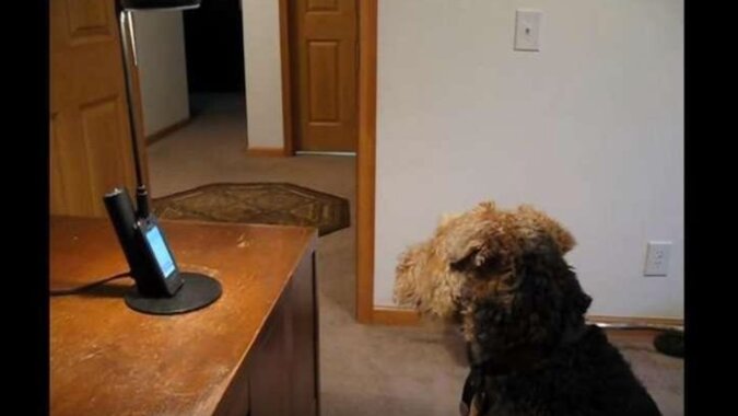 Pies bardzo tęsknił, a właściciel organizował dla niego rozmowę telefoniczną