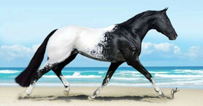 Zestawienie niesamowicie pięknych koni planety