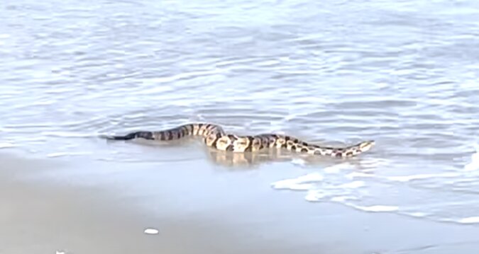 Mężczyzna myślał, że wąż tonie, ale on cieszył się widokiem na plażę