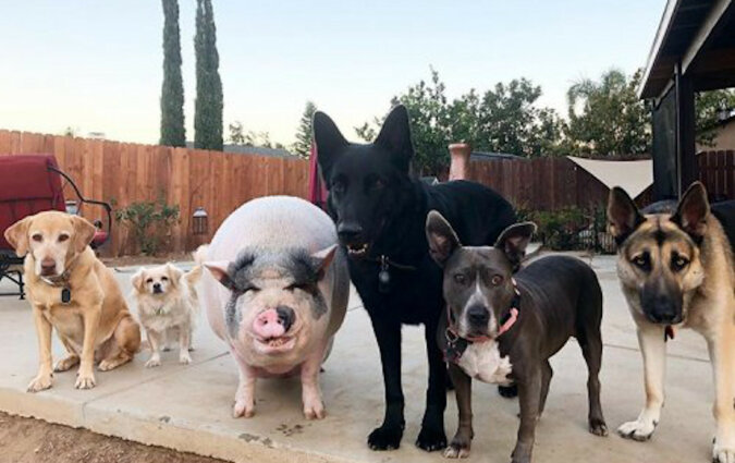 Świnia od 6 lat mieszka z 5 psami i myśli, że jest jedną z nich