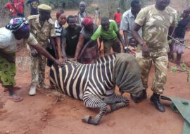 Dzika zebra urodziła z osłem. Jak wygląda ich słodkie dziecko?