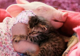 Niezwykła przyjaźń: kotek nie może przeżyć dnia bez prosiaka