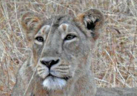 Lwica adoptuje kotka lamparta - pierwszy udowodniony przypadek