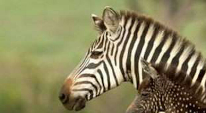 W Kenii urodziła się niezwykła zebra: dziecko nie jest w paski, ale w cętki