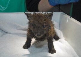 Pomimo ran i ugryzień dzieciak miał nadzieję, że otrzyma pomoc