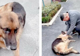 Mężczyzna odwiedził owczarka, z którym służył przez wiele lat