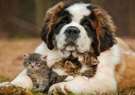 Najsłodsze stworzenie: 10 najmilszych ras psów na świecie