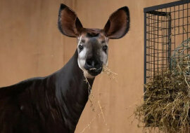 W zoo w Dublinie pojawiło się dziecko okapi (