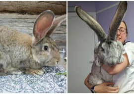 Policja uratowała 47 gigantycznych królików z rzezi