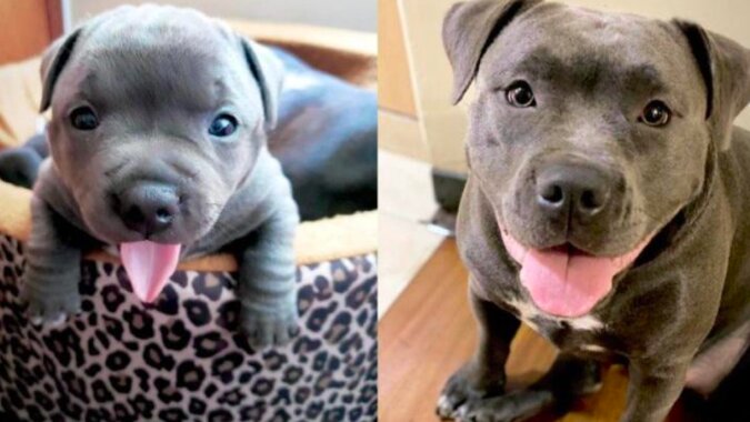 Zdjęcia psów przed i po tym, jak dorosły z uroczych szczeniąt do wielkich psów